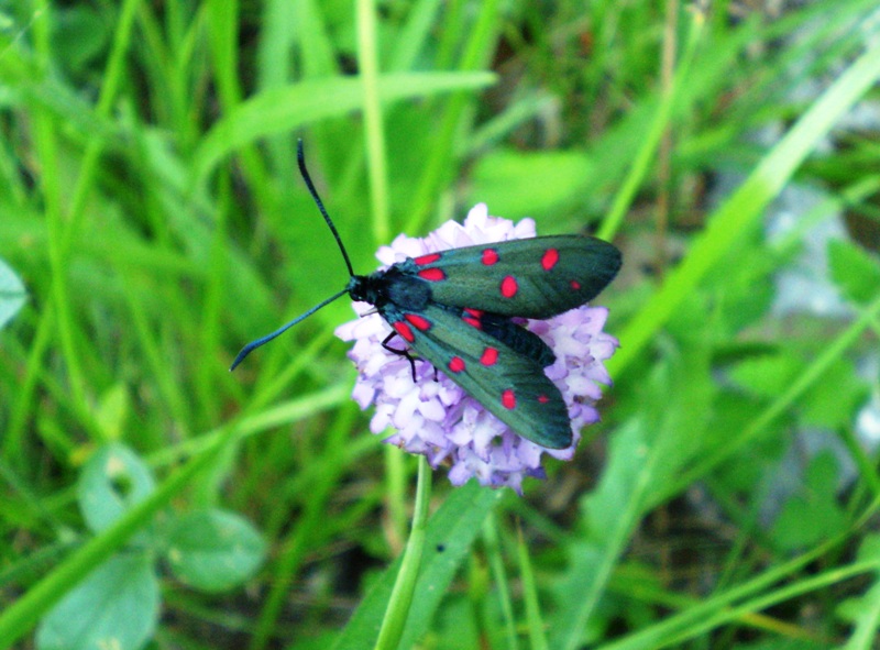 Zygaena da identificare